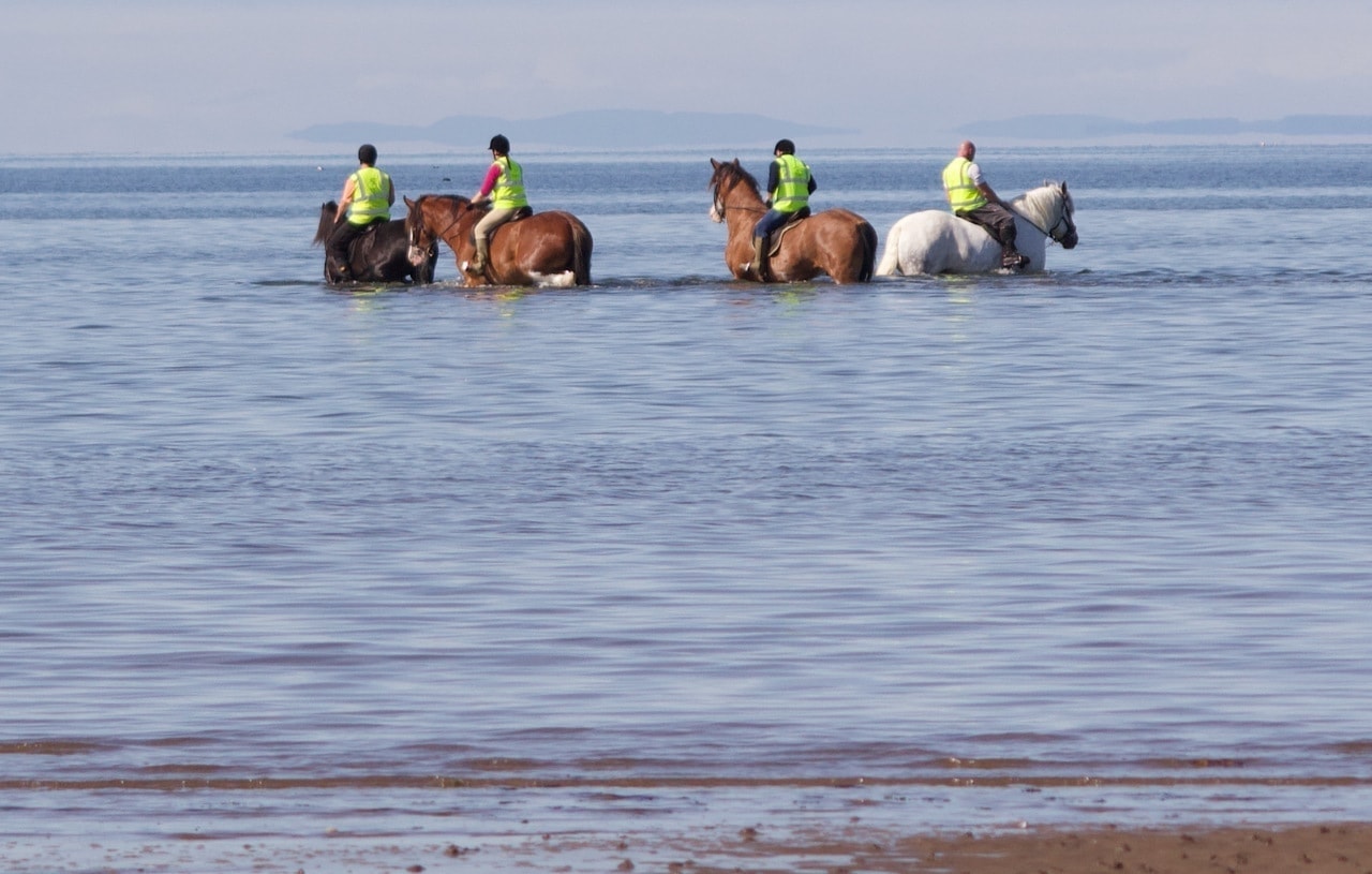 Blackstone Clydesdales will we swim?
