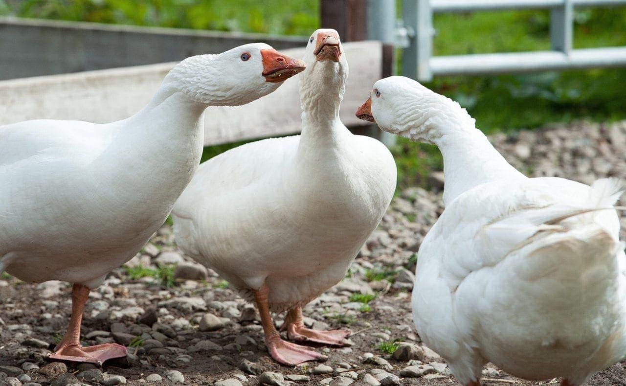 Goosy Lucys at Blackstone Farm, Cumnock