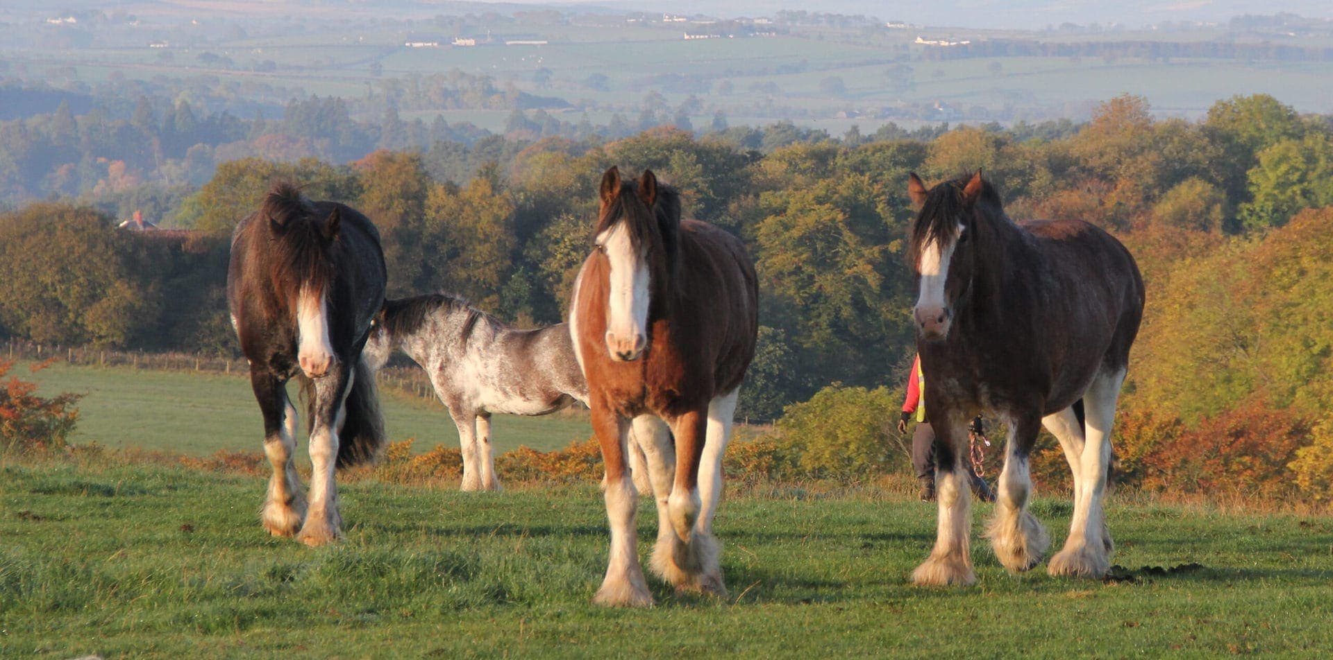 Blackstone Clydesdales chilling out in the autumn sunshine