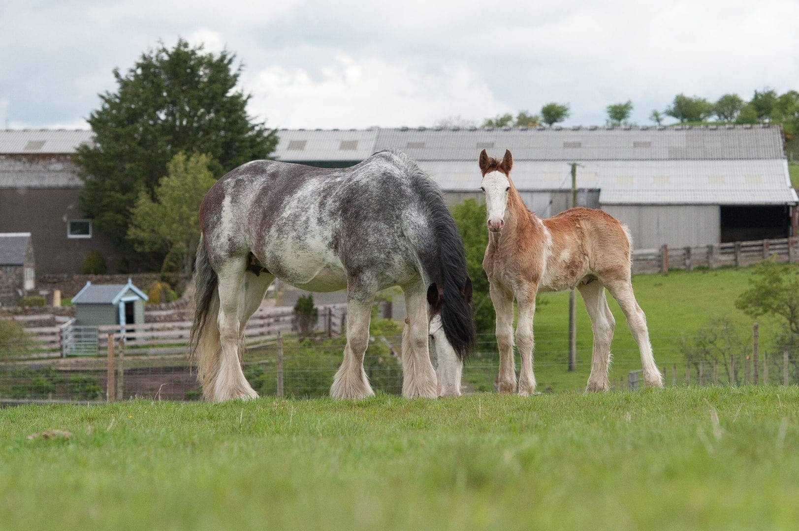 Blackstone Clydesdales – Mayflower with baby Eden