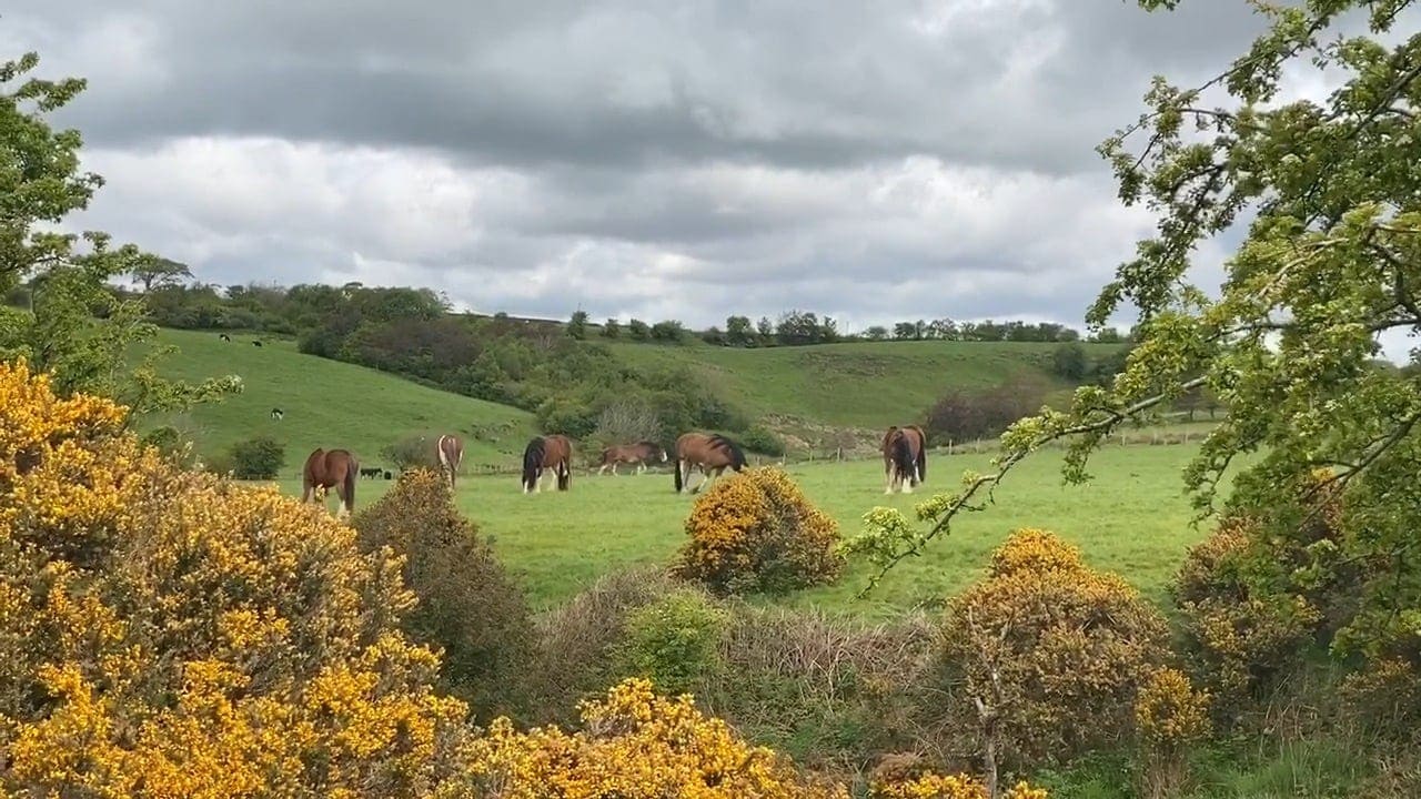 Blackstone Clydesdales Scottish Spring Time