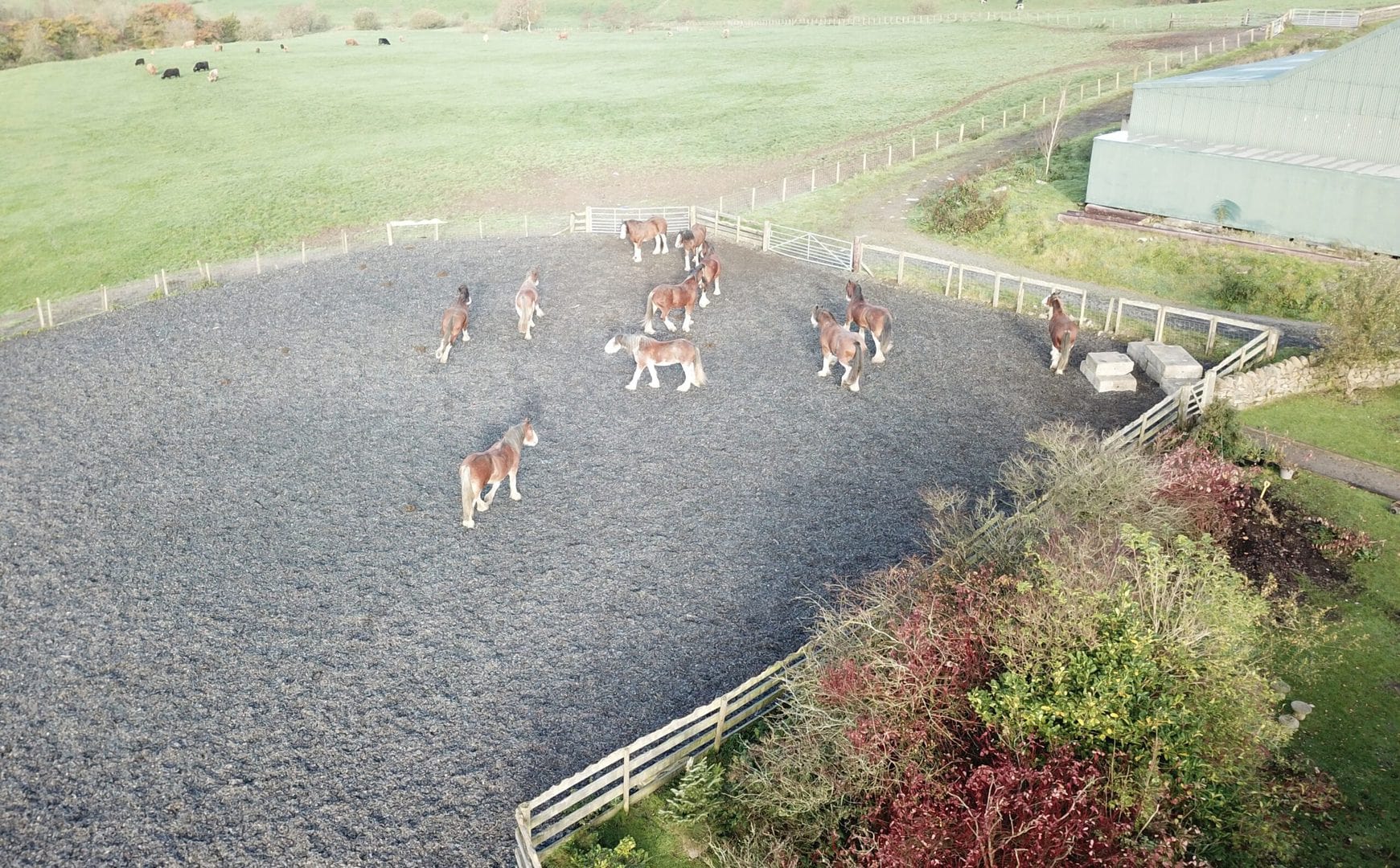 Clydesdales stretching their legs in our arena