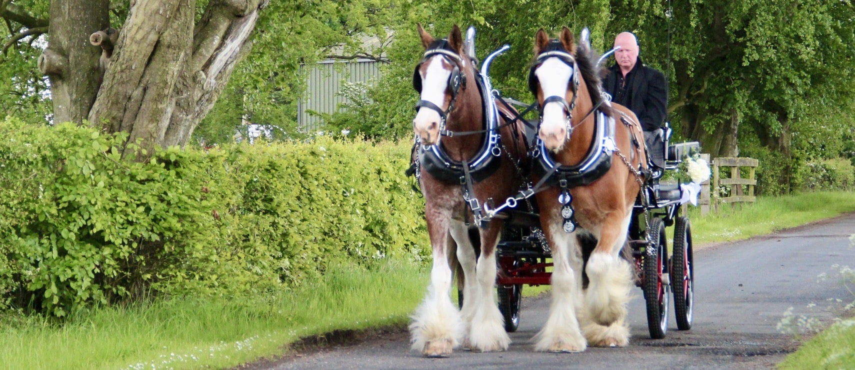 Blackstone Clydesdales the last walk